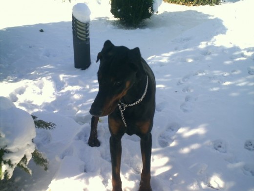 Mi doberman en el pueblo nevado! ;)